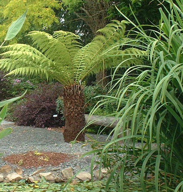 Dicksonia antartica