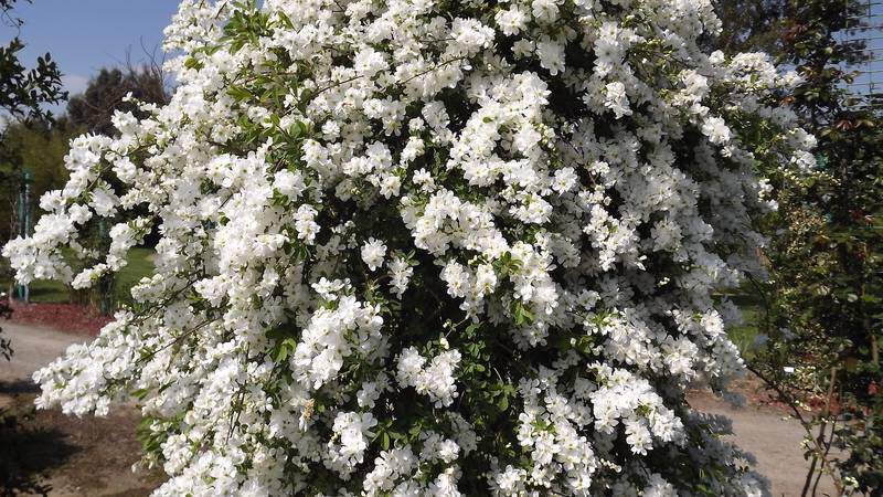 Exochorda - EXOCHORDA macrantha The bride - Arbuste