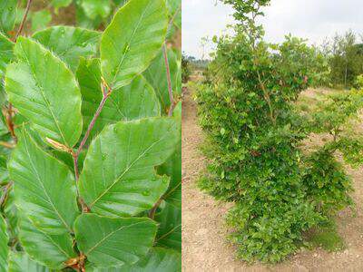 Hêtre commun - FAGUS sylvatica - Kit haie