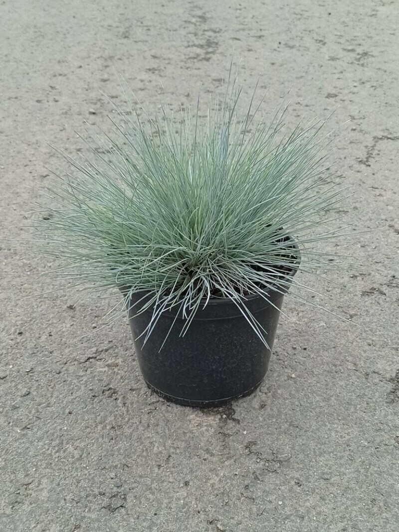 Fétuque bleue - FESTUCA glauca 'Festina' - Graminées