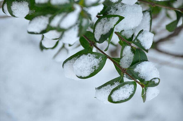 feuilles_neige