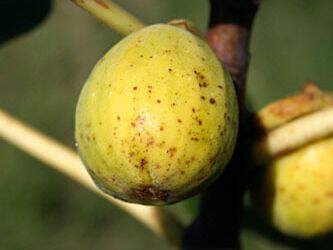 Ficus carica - FIGUIER 'Dottato' - Arbre fruitier