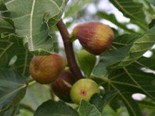 Ficus carica - FIGUIER 'Goutte d'Or' - Arbre fruitier