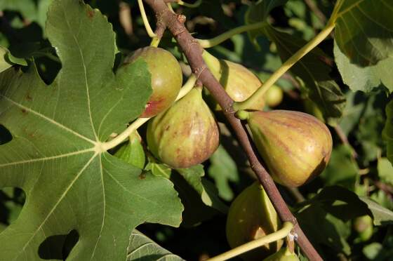 Ficus carica - FIGUIER 'Madeleine des 2 saisons' - Arbre fruitier