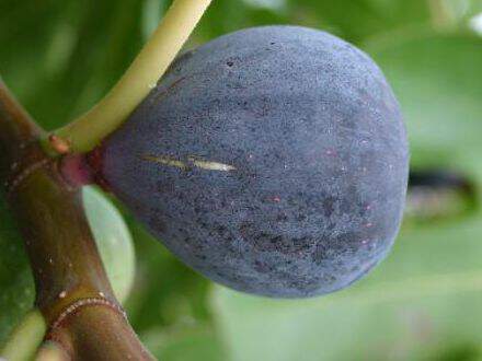 Ficus carica - FIGUIER 'Noire de Bellone' = 'Sultane' - Arbre fruitier