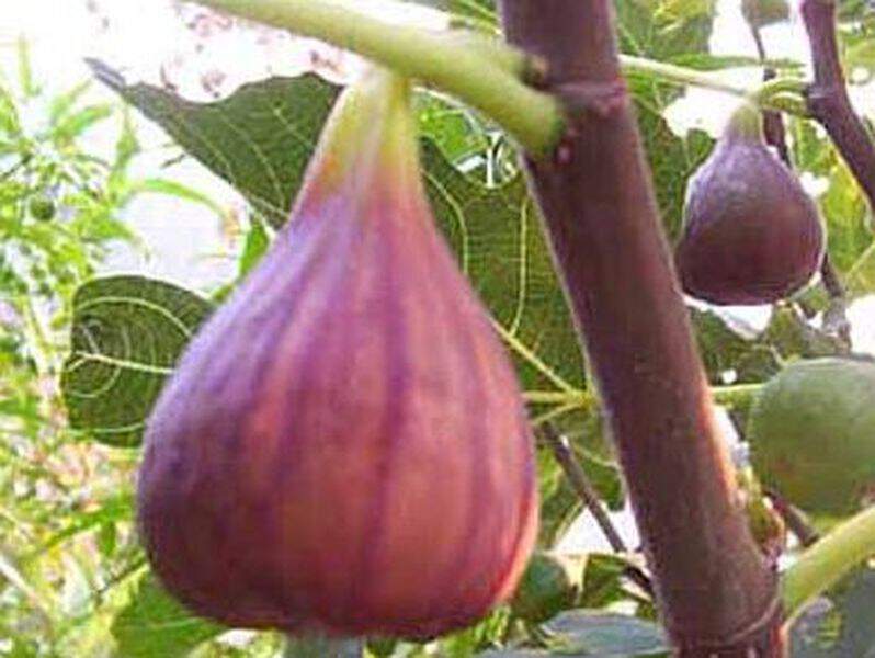 Ficus carica - FIGUIER 'Osborn Prolific' - Arbre fruitier