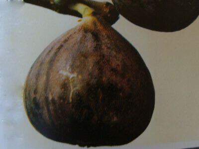 Ficus carica - FIGUIER 'Rouge de Bordeaux' - Arbre fruitier