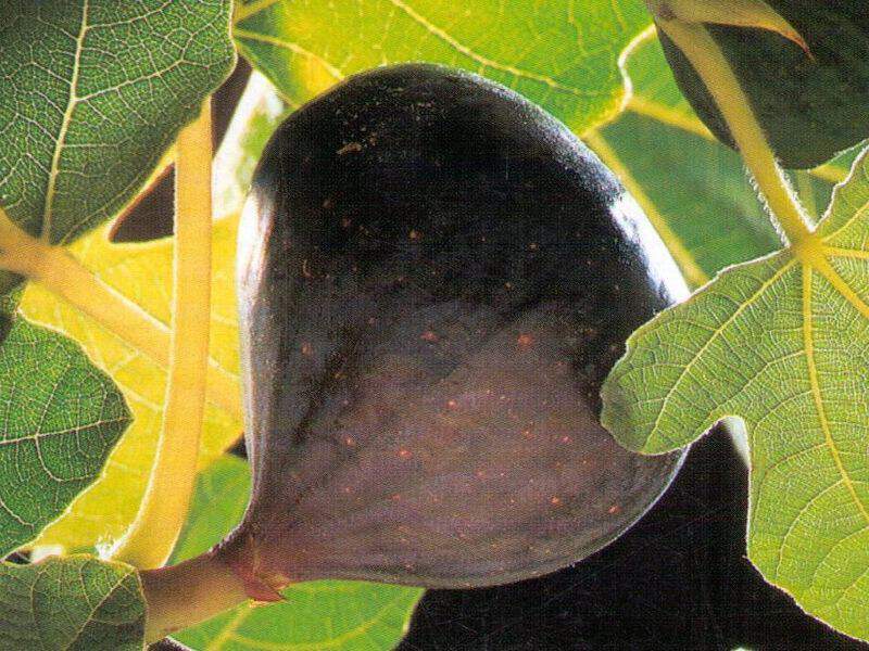 Ficus carica - FIGUIER 'Noire de Caromb' - Arbre fruitier