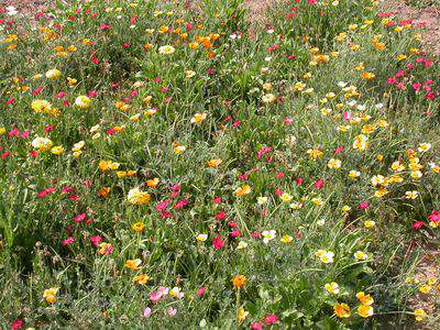 Fleurs rustiques