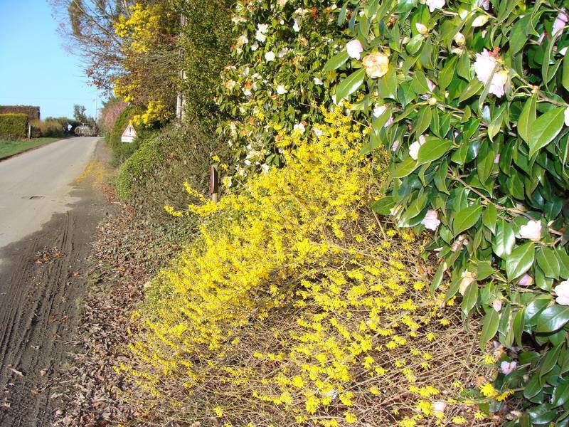 Forsythia - FORSYTHIA intermedia 'Dwarf prostrata' - Arbuste