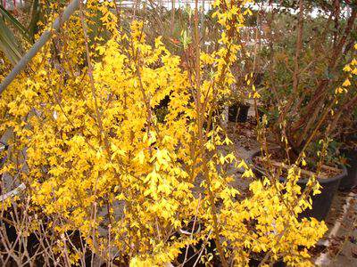 Forsythia - FORSYTHIA intermedia 'Lynwood gold' - Arbuste