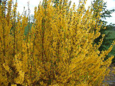 Forsythia - FORSYTHIA intermedia 'Mini gold' - Arbuste