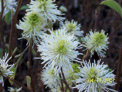 Fothergilla - FOTHERGILLA major - Arbuste