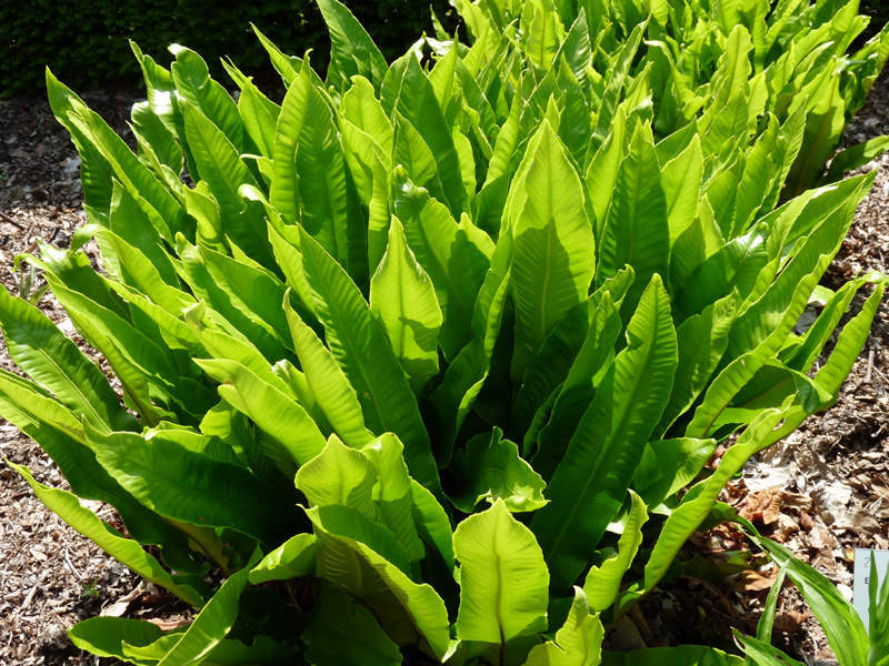 Langue de cerf - ASPLENIUM scolopendrium - Vivace