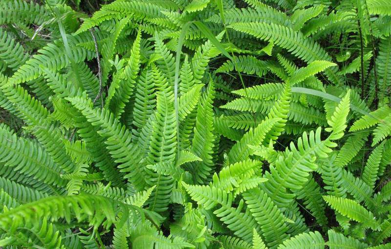 Blechnum en épi - BLECHNUM spicant - Vivace