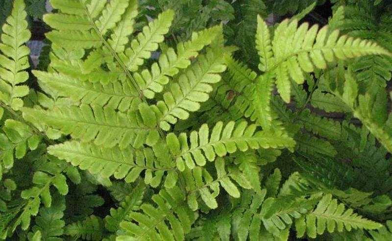 Fougère - DRYOPTERIS erythrosora - Vivace