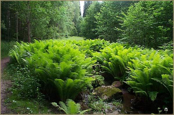 Fougère MATTEUCIA struthiopteris