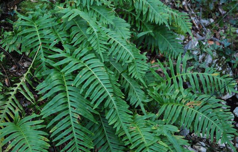 Réglisse des bois - POLYPODIUM  vulgare - Vivace