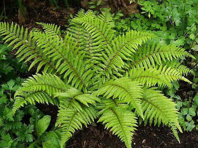 Aspidie du Japon - POLYSTICHUM polybepharum - Vivace