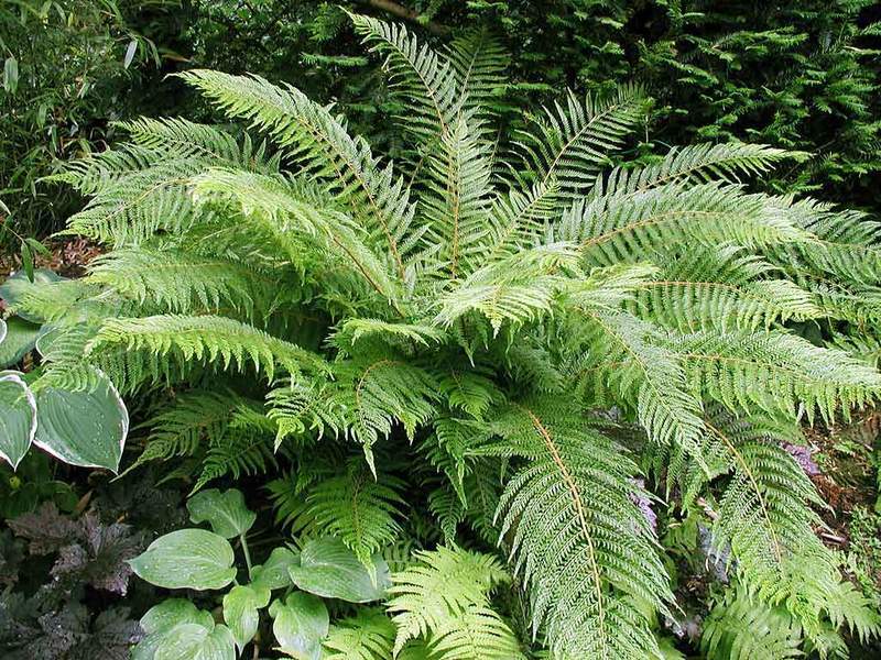 Fougère - POLYSTICHUM setiferum - Vivace