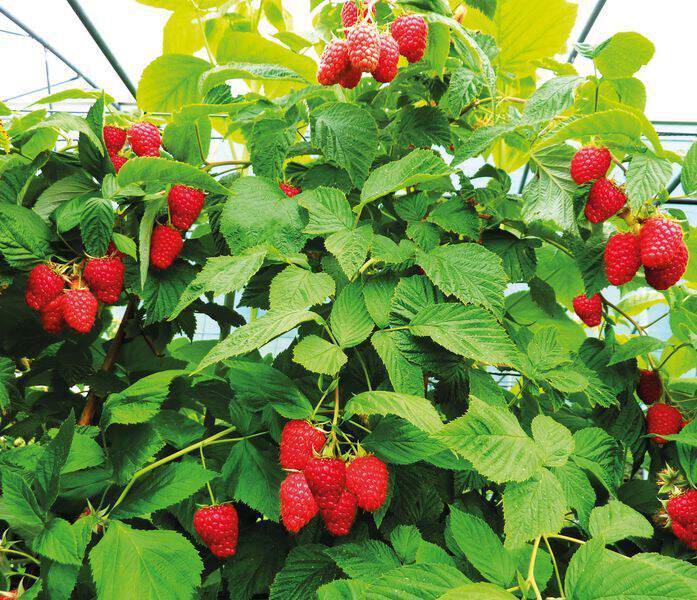 FRAMBOISIER 'Frambélise®' Rubus idaeus - Arbre fruitier