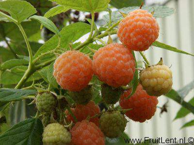 Rubus idaeus - FRAMBOISIER 'Golden Everest' - Arbre fruitier