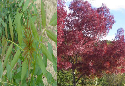Frêne à feuilles étroites - FRAXINUS  angustifolia 'Raywood' - Arbre