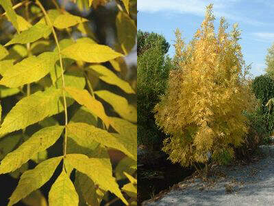 Frêne - FRAXINUS  excelsior 'Jaspidea' - Petit arbre