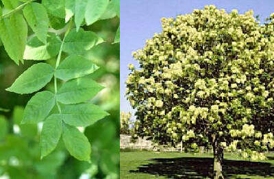 Frêne à fleur - FRAXINUS  ornus - Arbre