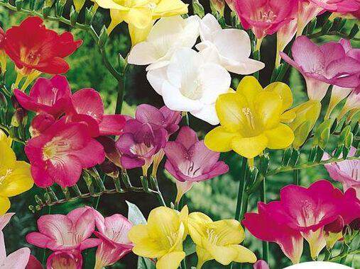 Freesia