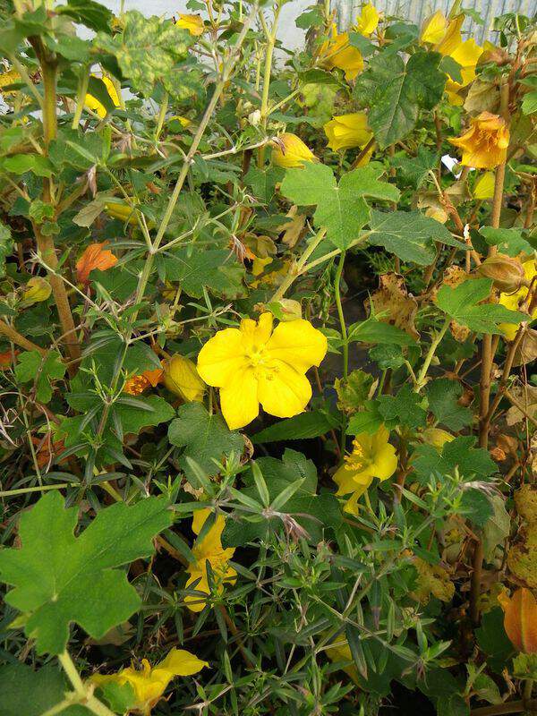 Fremontodendron - FREMONTODENDRON 'California Glory' - Arbuste