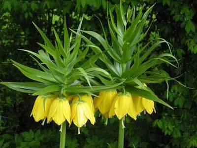 Couronne Impériale - FRITILLARIA imperialis 'Lutea' - Bulbe