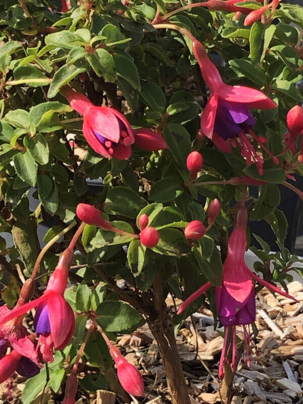 Fuchsia - FUCHSIA 'Tom thumb' - Arbuste