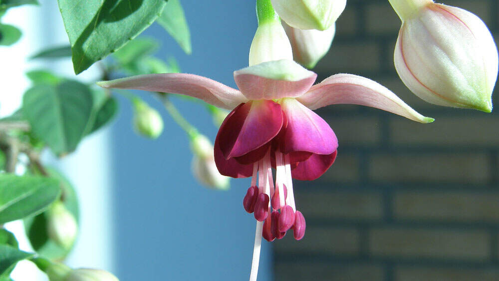 fuchsia