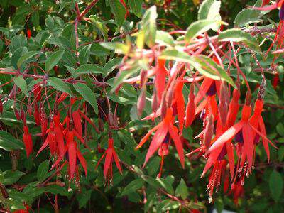 Fuchsia - FUCHSIA magellanica 'Ricartonii' - Arbuste