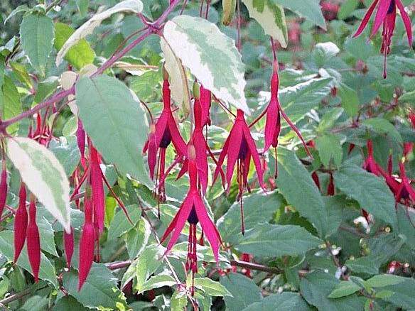 Fuchsia panaché - FUCHSIA magellanica 'Variegata' - Arbuste