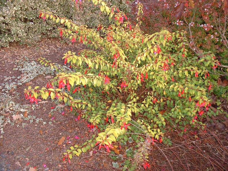 Fuchsia - FUCHSIA magellanica 'Gracilis - Arbuste