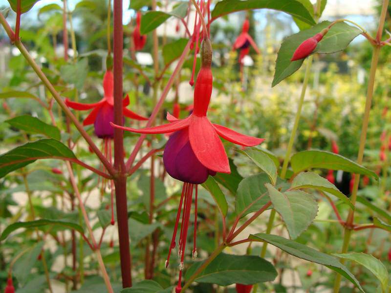 Fuchsia - FUCHSIA 'Contraste' - Arbuste