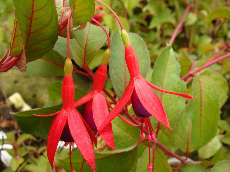 Fuchsia - FUCHSIA 'Coralina' - Arbuste