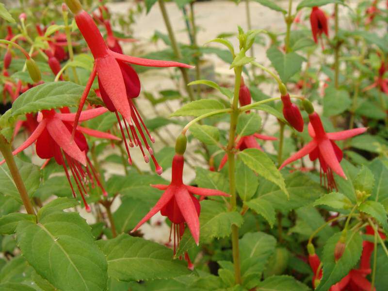 Fuchsia - FUCHSIA 'Flash' - Arbuste