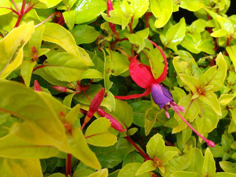 Fuchsia - FUCHSIA 'Génie' - Arbuste