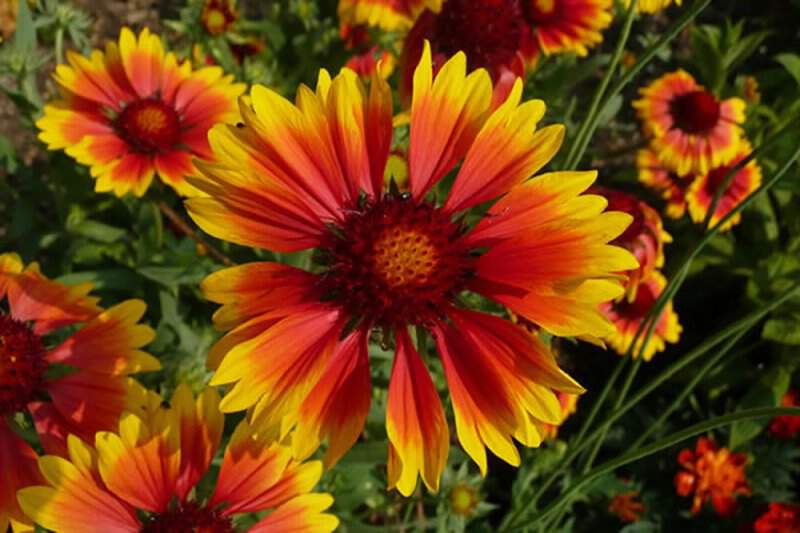 Gaillarde - GAILLARDIA 'Kobold' - Vivace