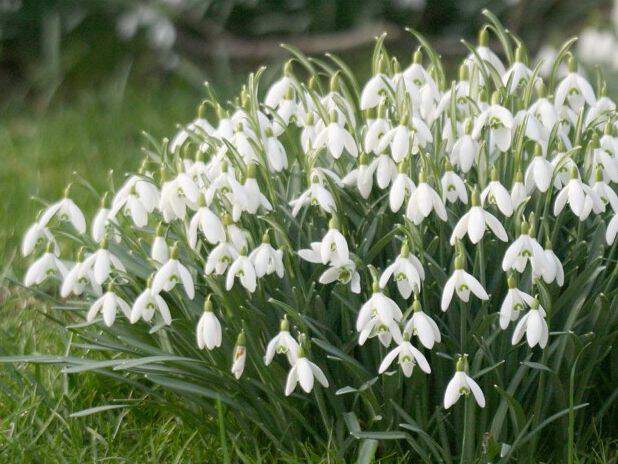 Galanthus_nivalis int