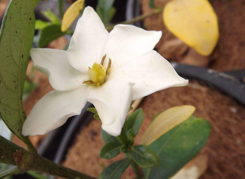 Jasmin du Cap - GARDENIA jasminoides 'Kleim's Hardy' - Arbuste