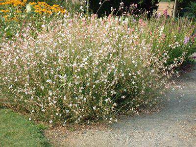 planter un gaura