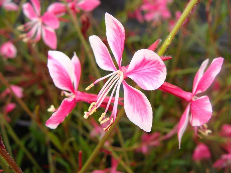 Gaura - GAURA lindheimeri 'Siskiyou Pink' - Vivace