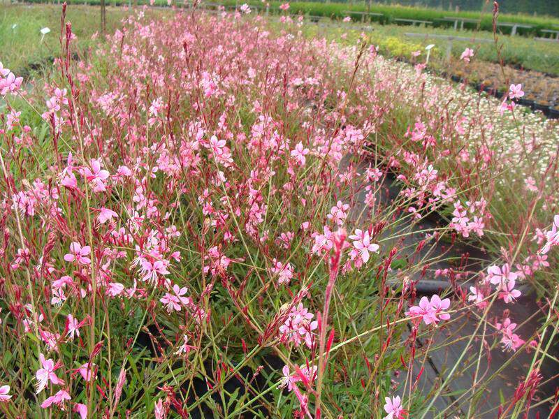 Gaura - GAURA lindheimeri 'Red color' - Vivace