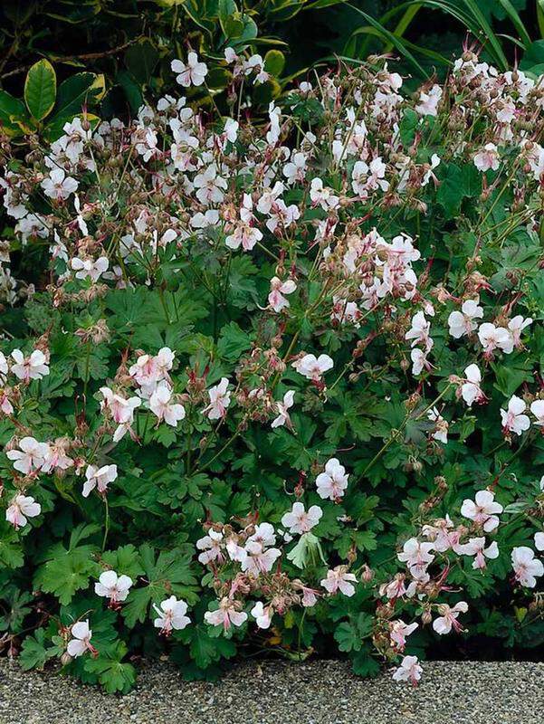 Géranium vivace - GERANIUM cantabrigiense 'Biokovo' - lot de 15 plants - Vivace