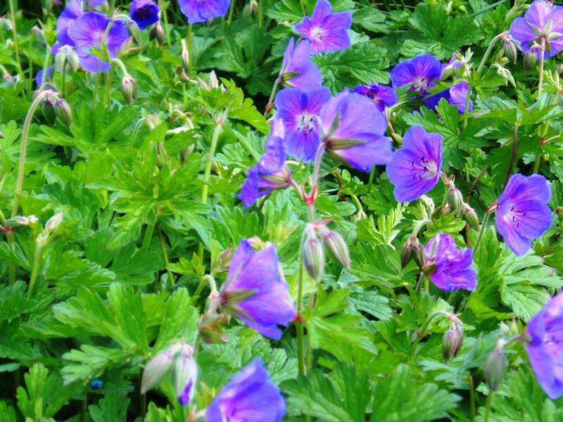 Géranium vivace - GERANIUM himalayensis 'Gravetye' - Vivace