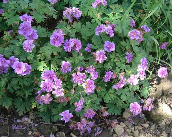 Géranium vivace - GERANIUM himalayensis 'Plenum' - Vivace